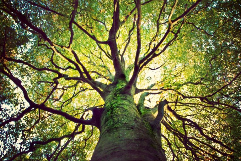 Australia’s New Environmental Laws: What Businesses Need to Know